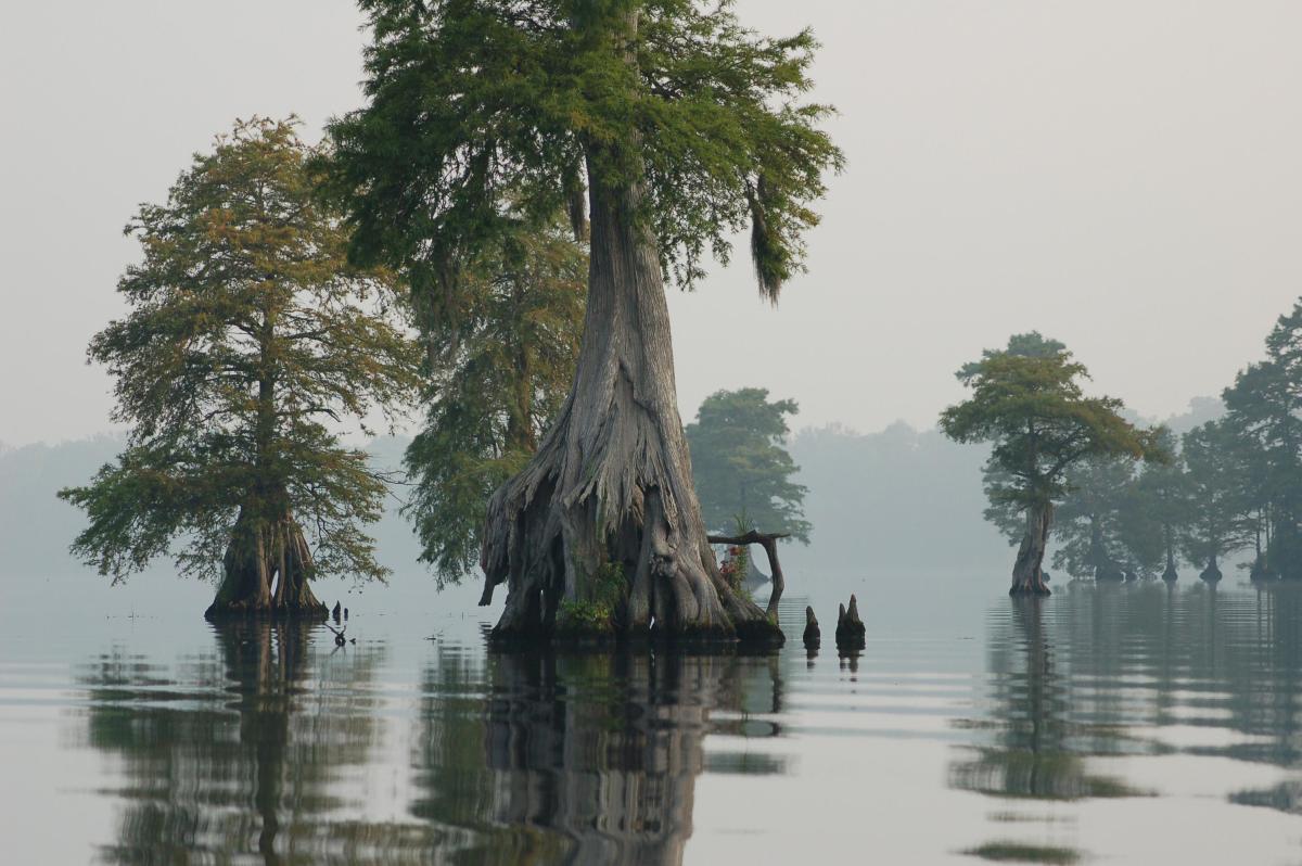 Great Dismal Swamp National Wildlife Refuge