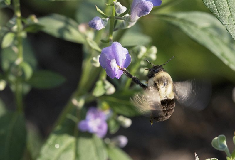 Garden Basics: Great Flowering Native Plants for Beauty and the Bees