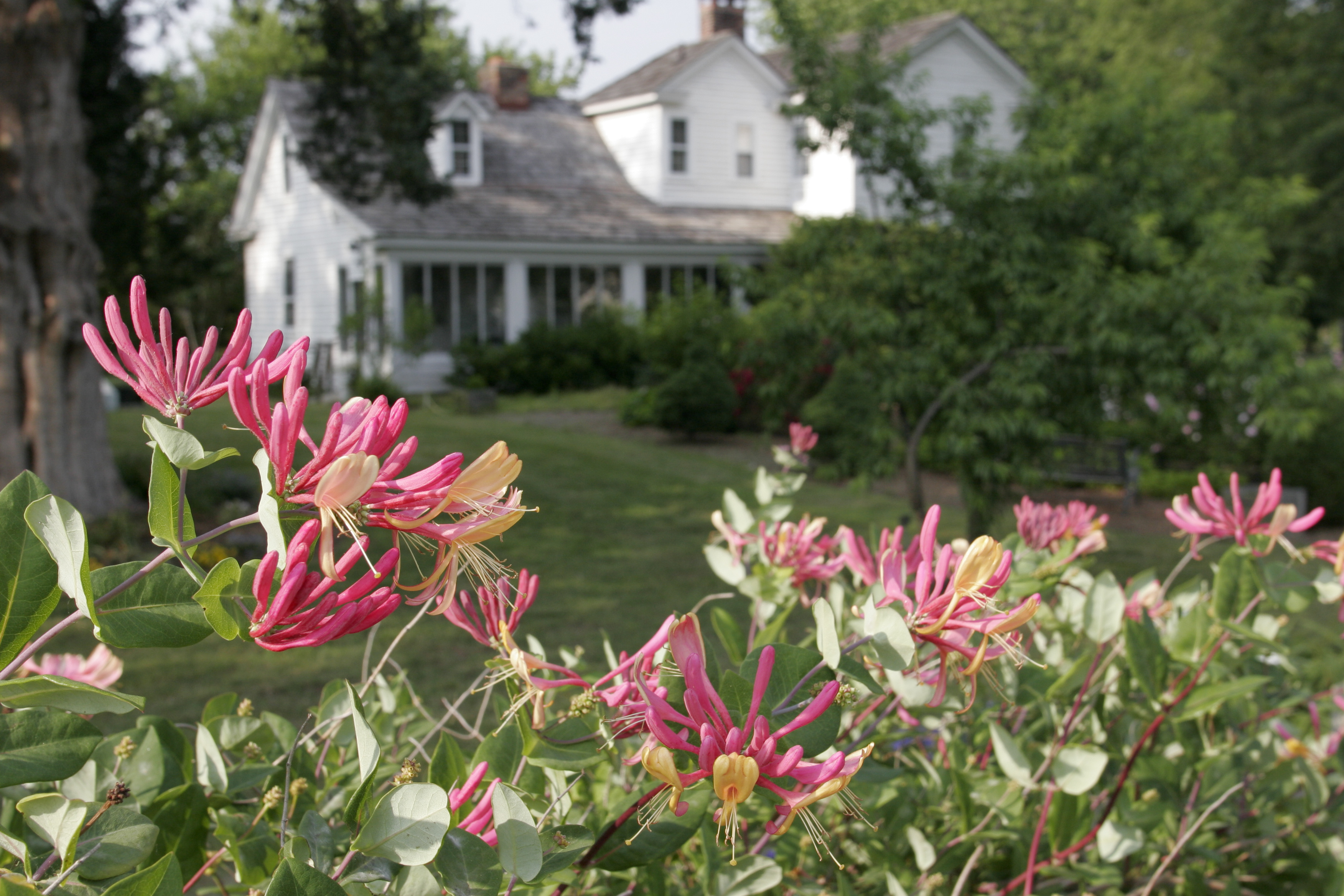 The Chesapeake Arboretum: It