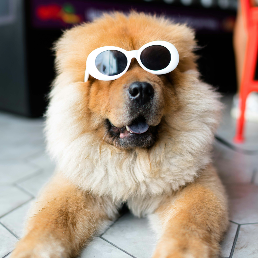 Carlyle House Family Fun Day - Pet Fête