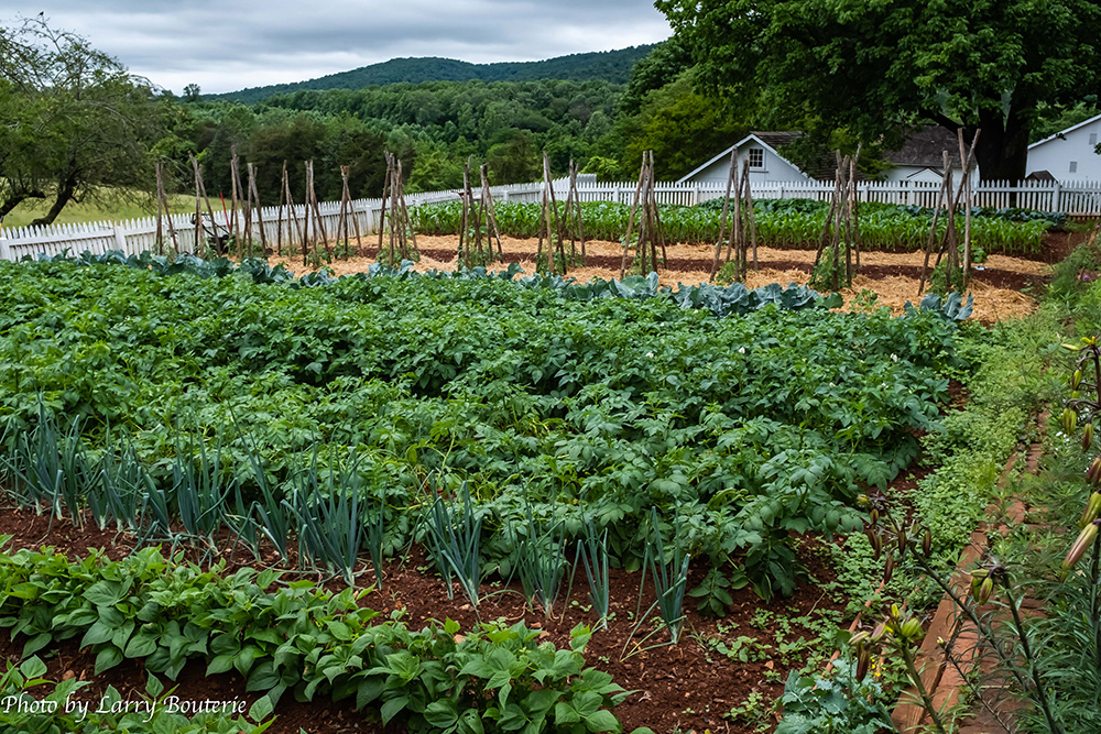 Prepping & Planning Your Vegetable Garden