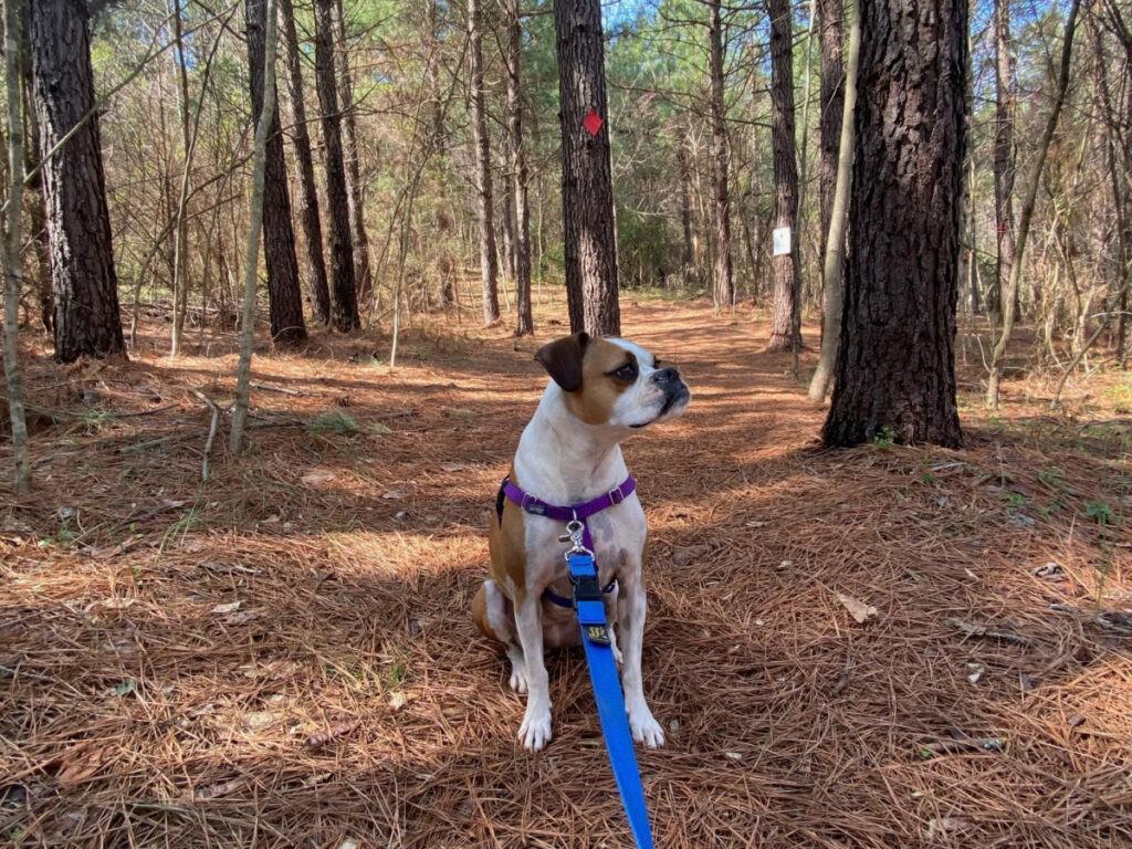 Highland Rustic Trails Dog Day