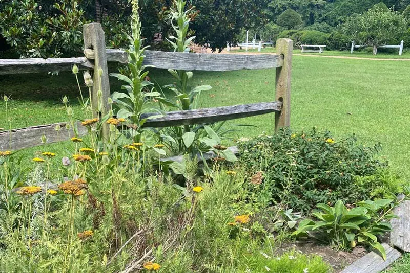 Thoroughgood House Focus Tours: Herb Your Enthusiasm