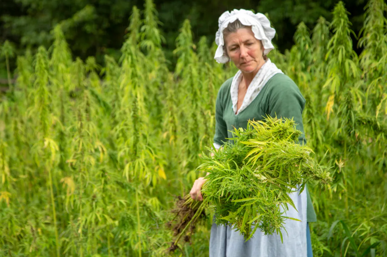 For Colonists, hemp was both economic security and national security